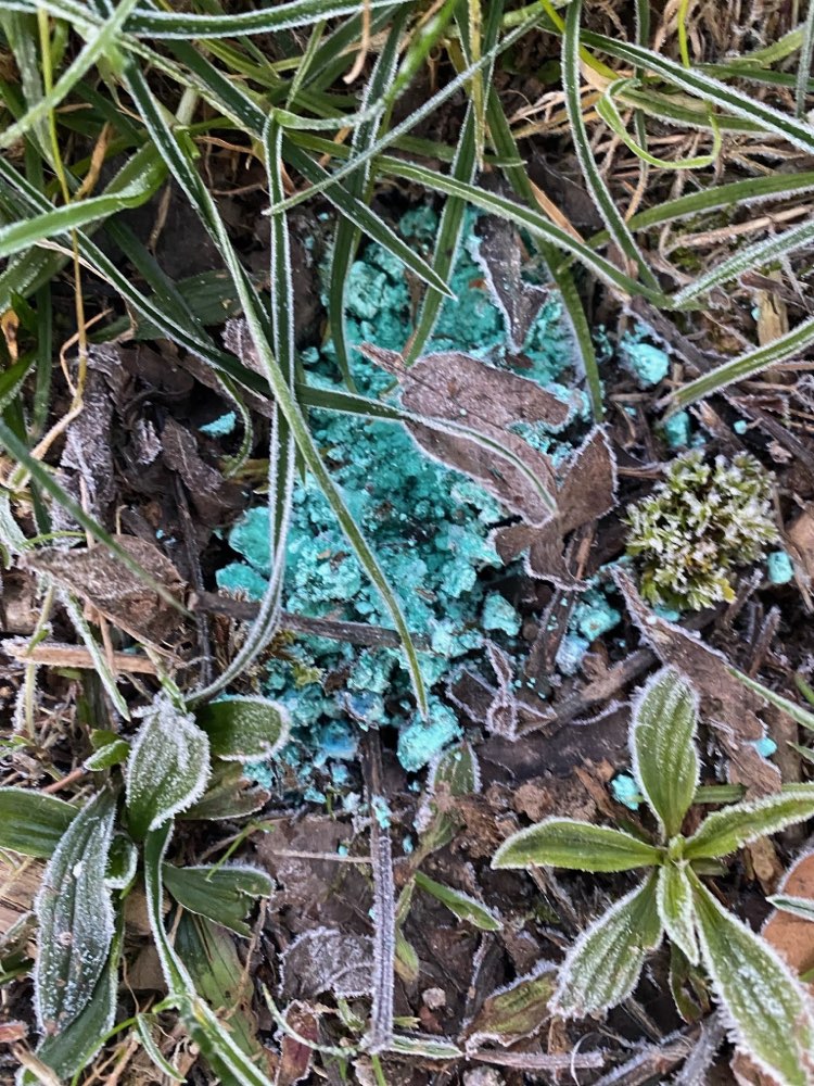 Giftköder-Start warnt vor Rattengift-Profilbild