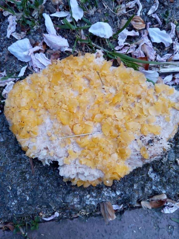 Giftköder-Putenschnitzel mit Nadeln-Profilbild