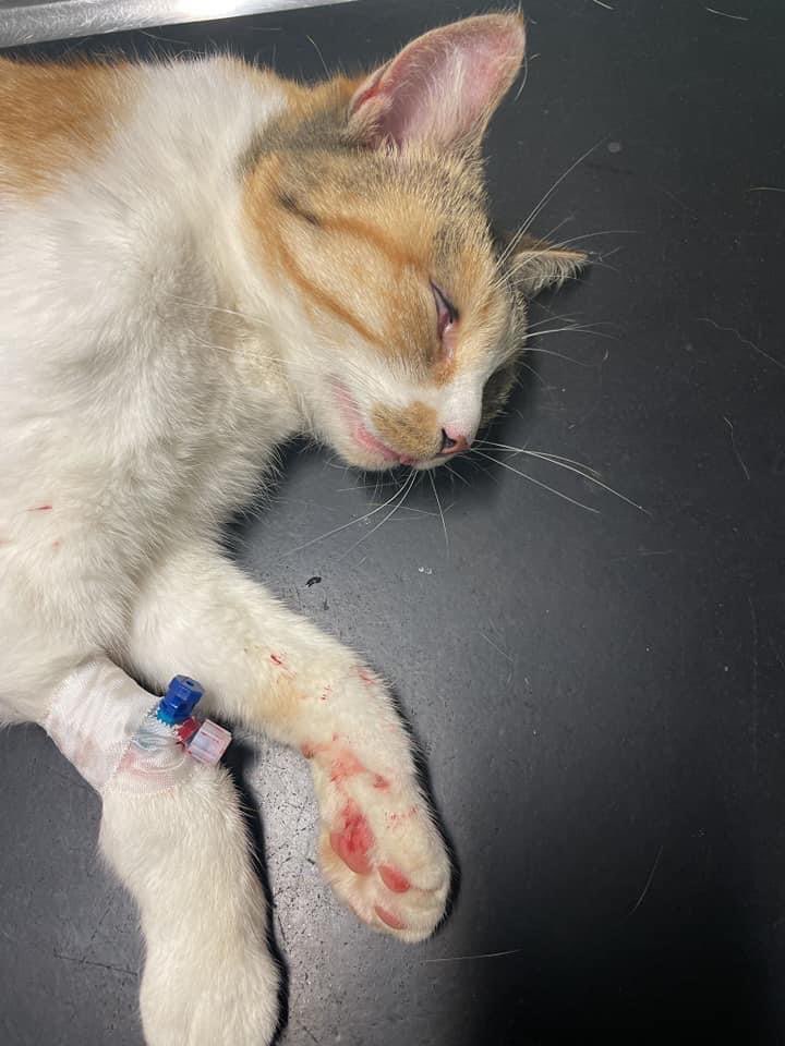 Giftköder-Vergiftete Katze-Profilbild