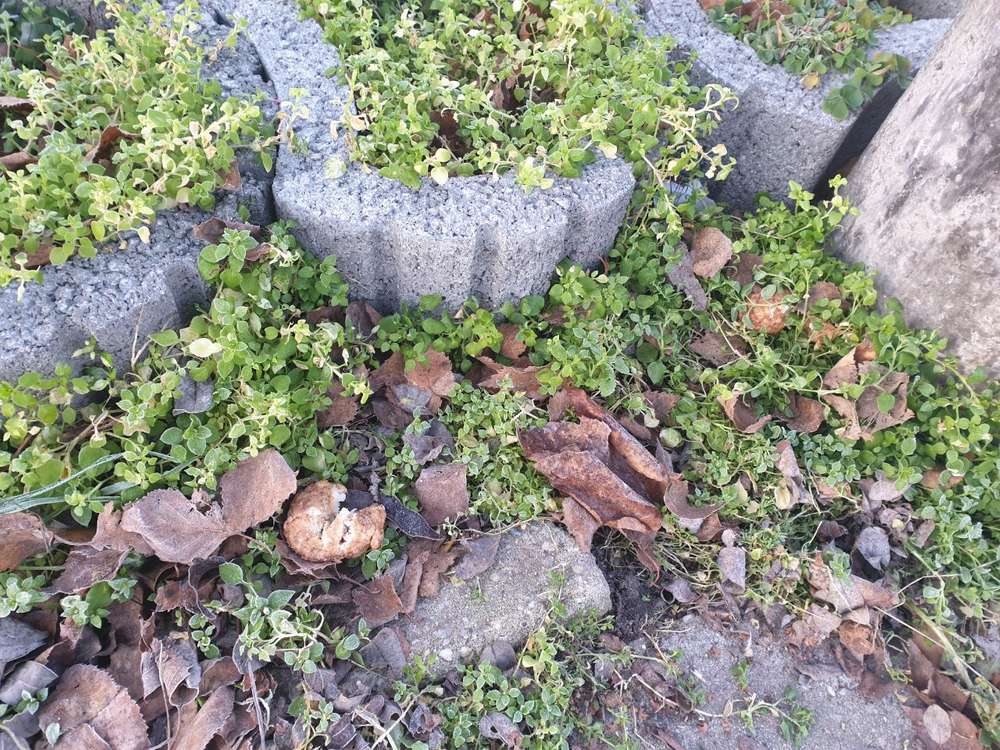 Giftköder-Hackbällchen-Profilbild