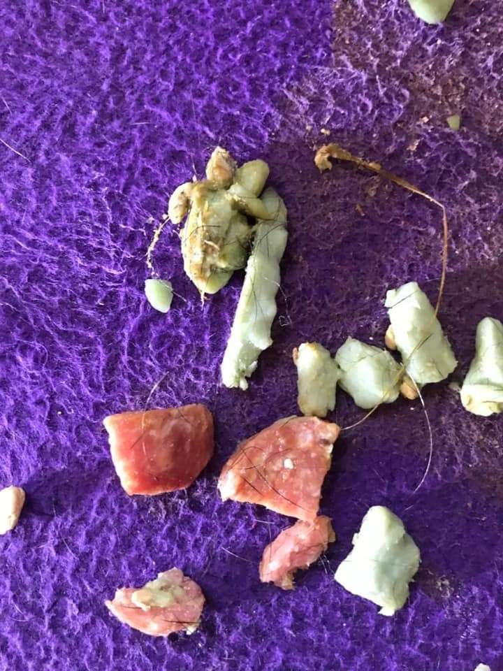 Giftköder-Giftköder im Garten-Profilbild