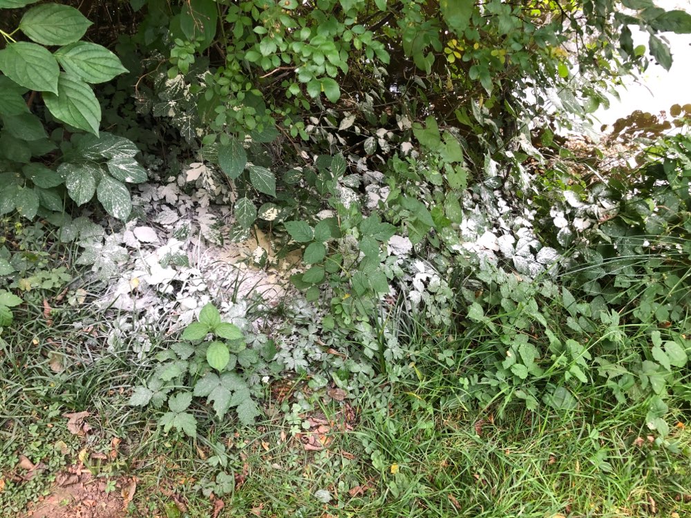 Giftköder-Weißes Pulver-Profilbild