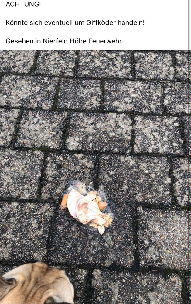 Giftköder-Möglicher Giftköder-Profilbild