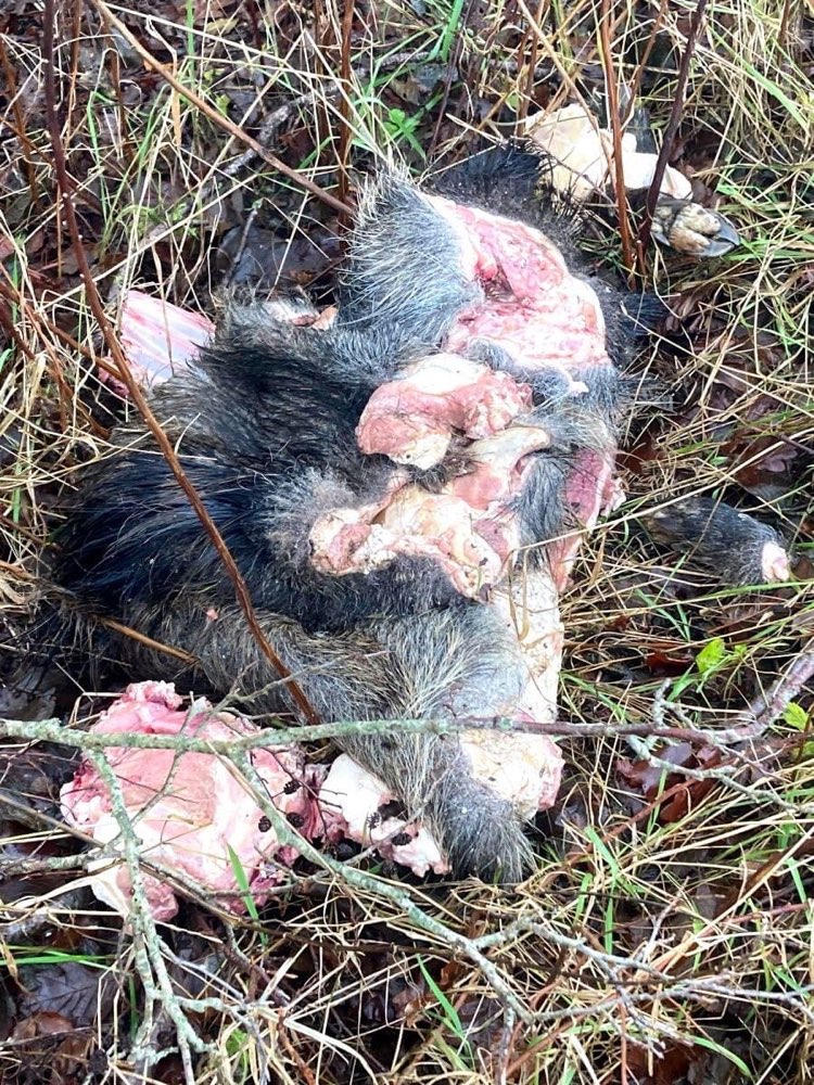 Giftköder-Kadaver-Profilbild