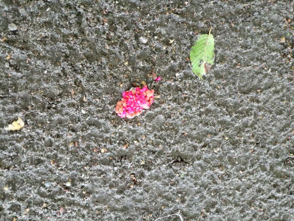 Giftköder-Erneuter Giftköder-Profilbild