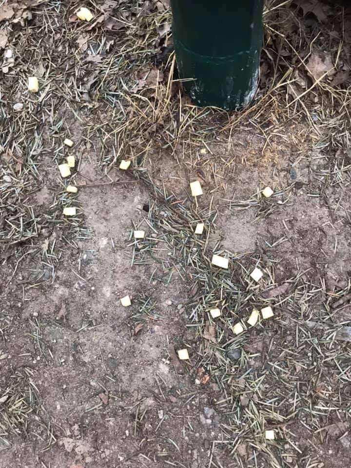 Giftköder-Verdächtige Käsewürfel-Profilbild