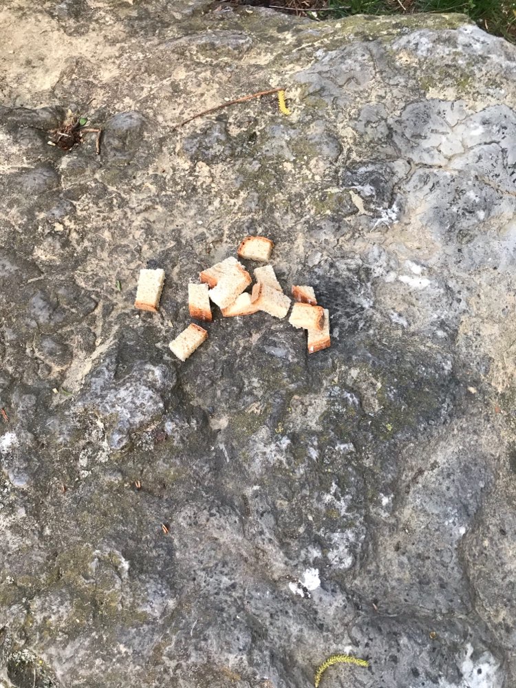 Giftköder-Brot mit weisen Pulver-Profilbild