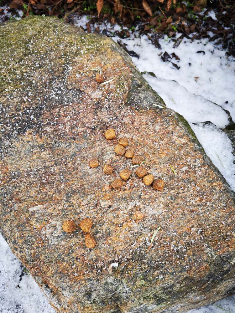 Giftköder-Evtl. Giftköder-Profilbild