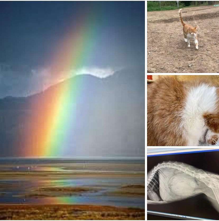 Giftköder-Katze gestorben durch Luftgewehrschuss-Profilbild