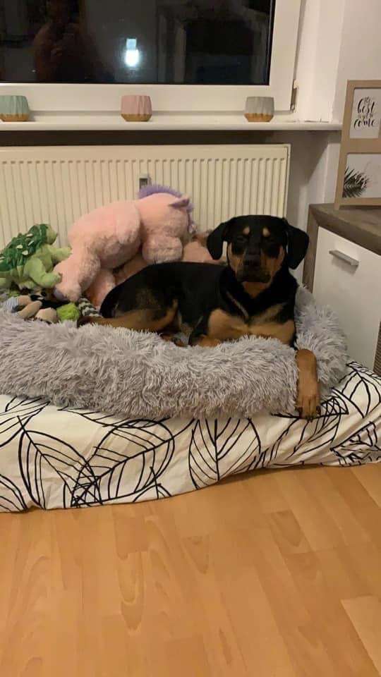 Giftköder-Rattengift-Profilbild