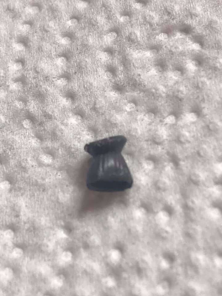 Giftköder-Tier mit Luftgewehr beschossen-Profilbild