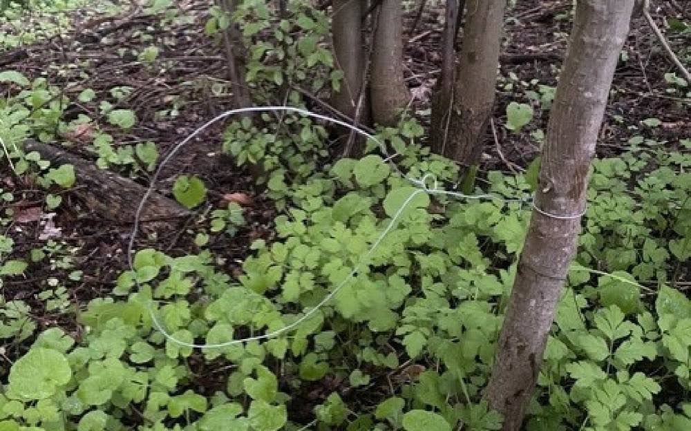 Giftköder-Drahtschlingen (ill.Hasenfallen)-Profilbild