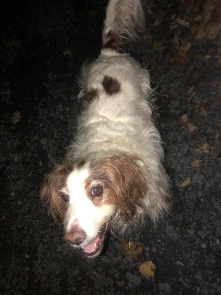 Suchmeldung-Kira-Profilbild