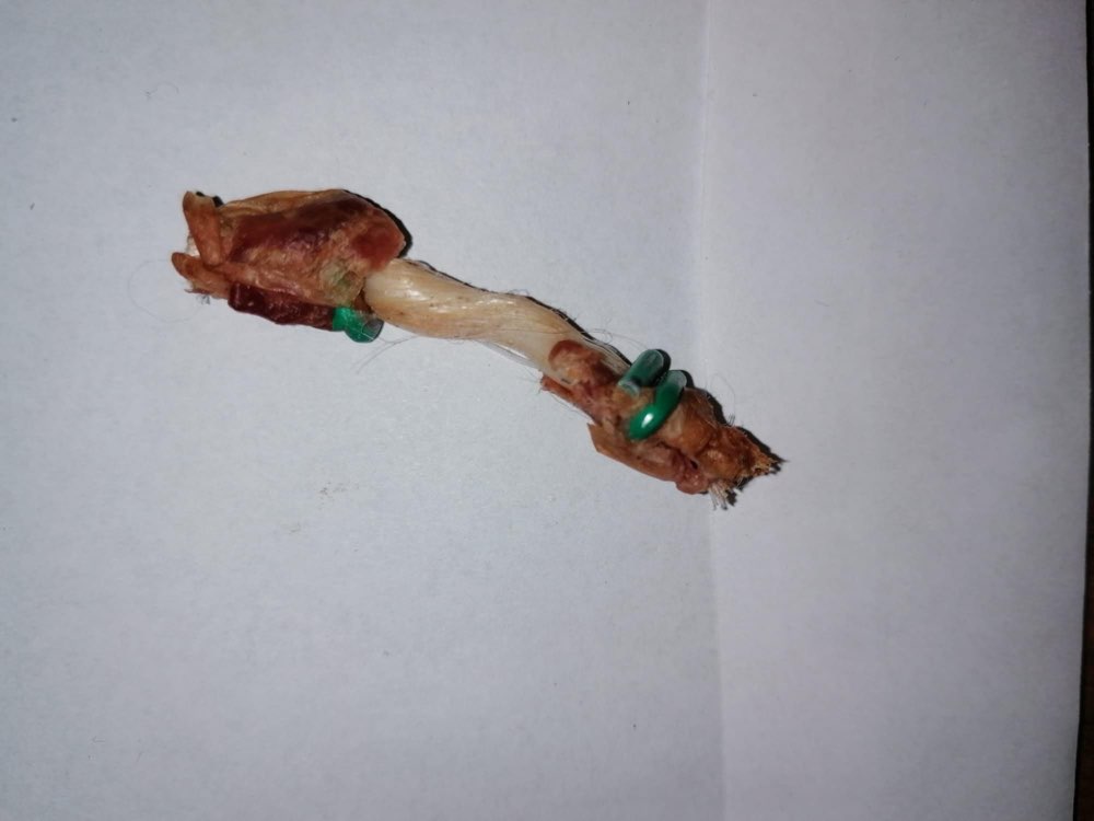 Giftköder-Hühnerknochen im Gebüsch mit Draht-Profilbild