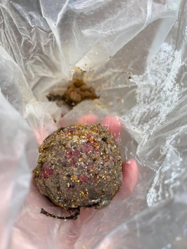 Giftköder-Giftköder-Profilbild