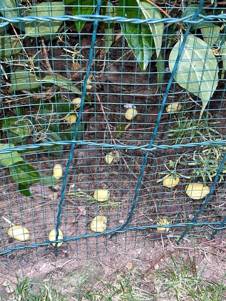 Giftköder-Giftköder in Gniocchi-Profilbild