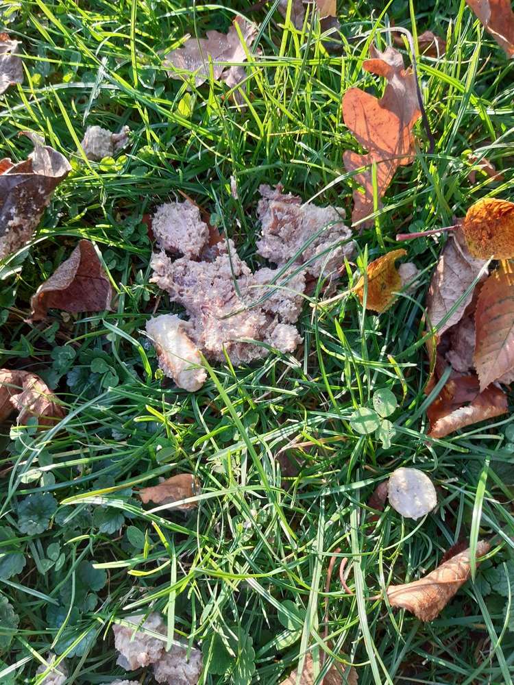 Giftköder-Auffälliger Fund Hirschgarten-Profilbild