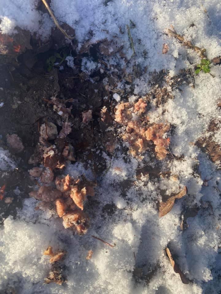 Giftköder-Ausgelegte Giftköder-Profilbild