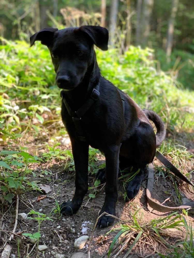 Giftköder-Giftköder / vergifteter Hund-Profilbild