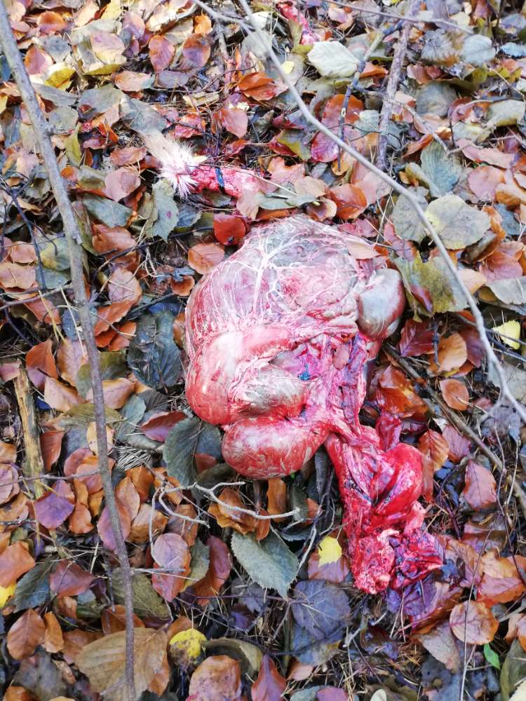 Giftköder-Wildaufbruch direkt neben dem Weg-Profilbild