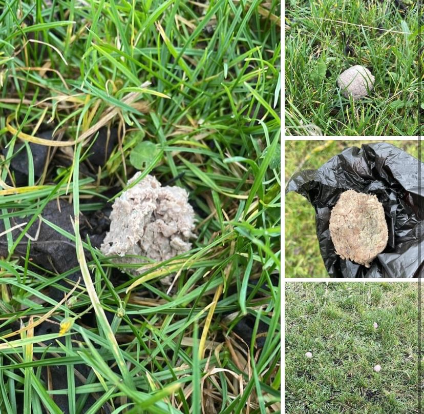 Giftköder-Giftköder-Profilbild