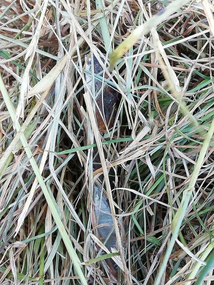 Giftköder-Spitze Klingen im Gras-Profilbild