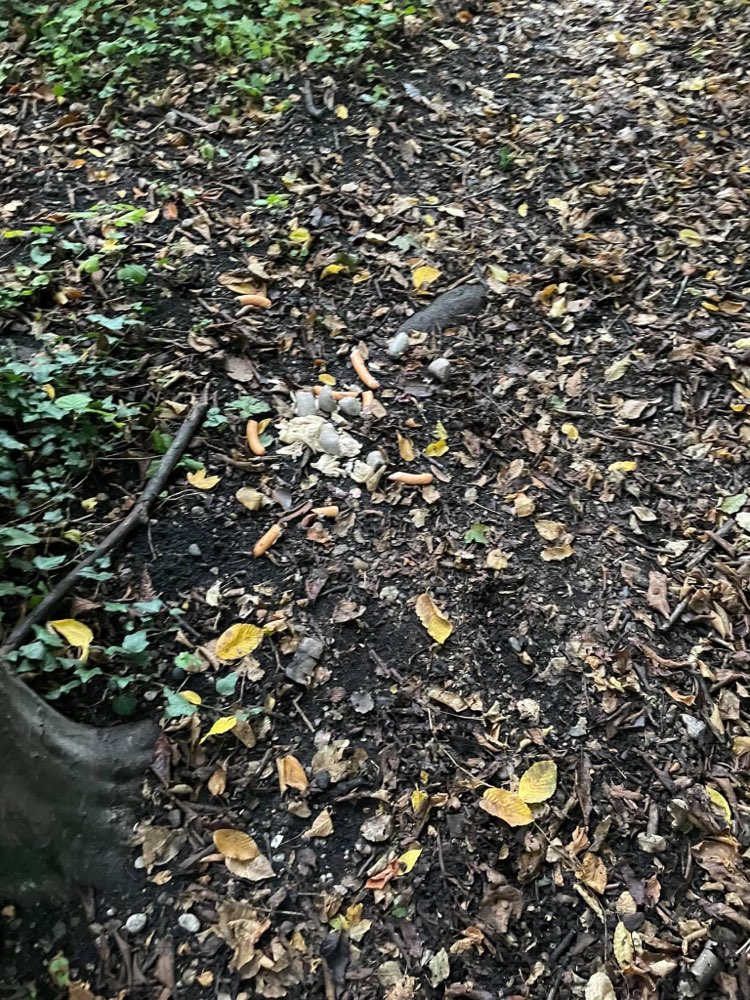 Giftköder-Giftköder-Profilbild