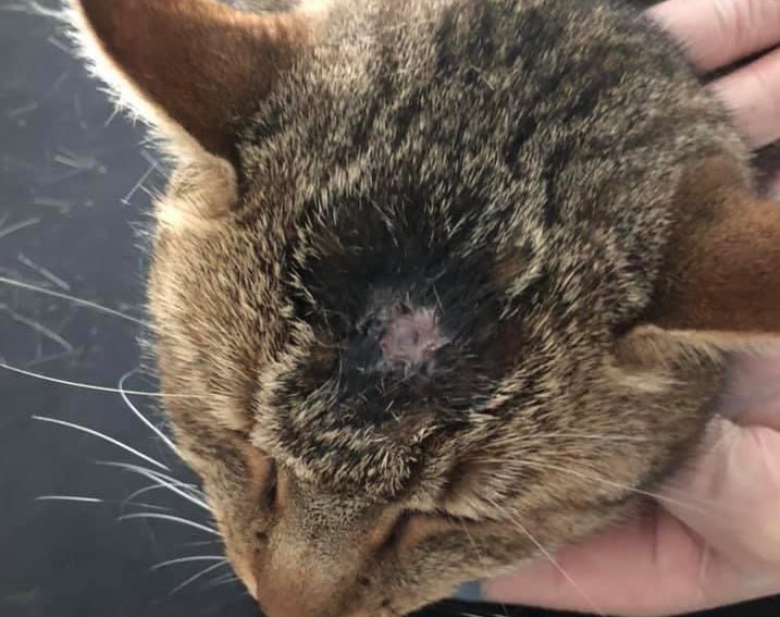 Giftköder-Katze mit Schlusswunde im Kopf-Profilbild