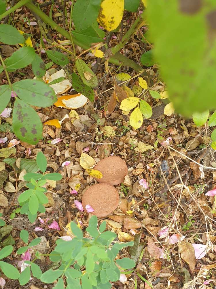 Giftköder-Vermutlich Giftköder-Profilbild