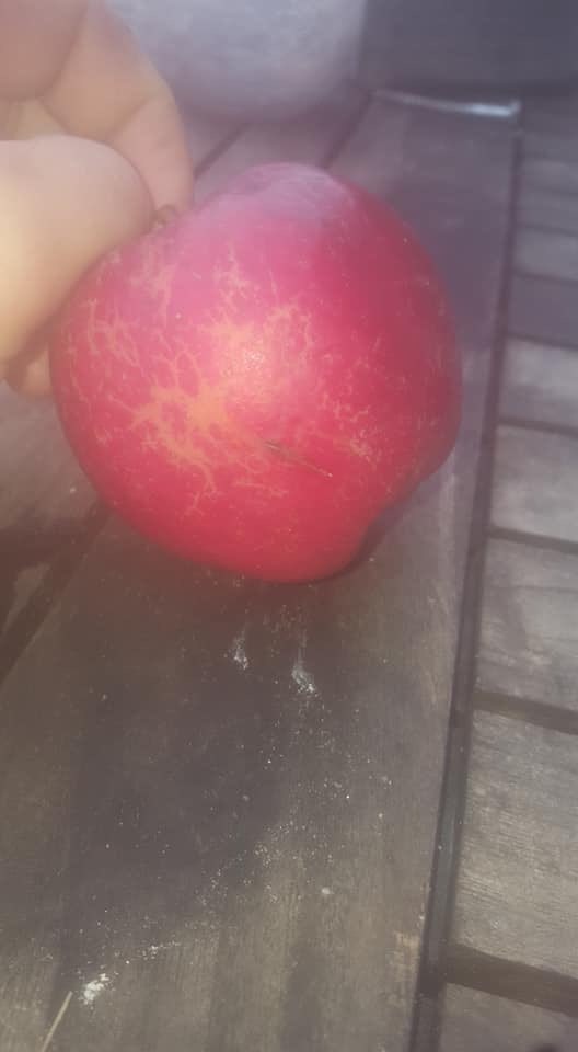 Giftköder-Präparierter Apfel-Profilbild