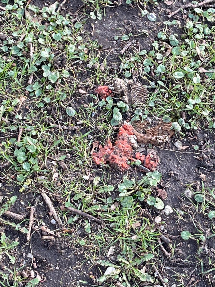 Giftköder-Verdächtige Substanz und Glasscherben-Profilbild