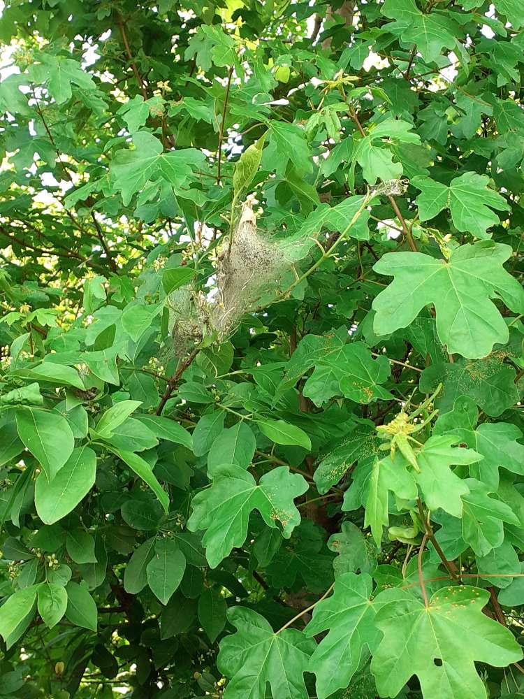 Giftköder-Seidenprozesionspinnerraupe-Profilbild