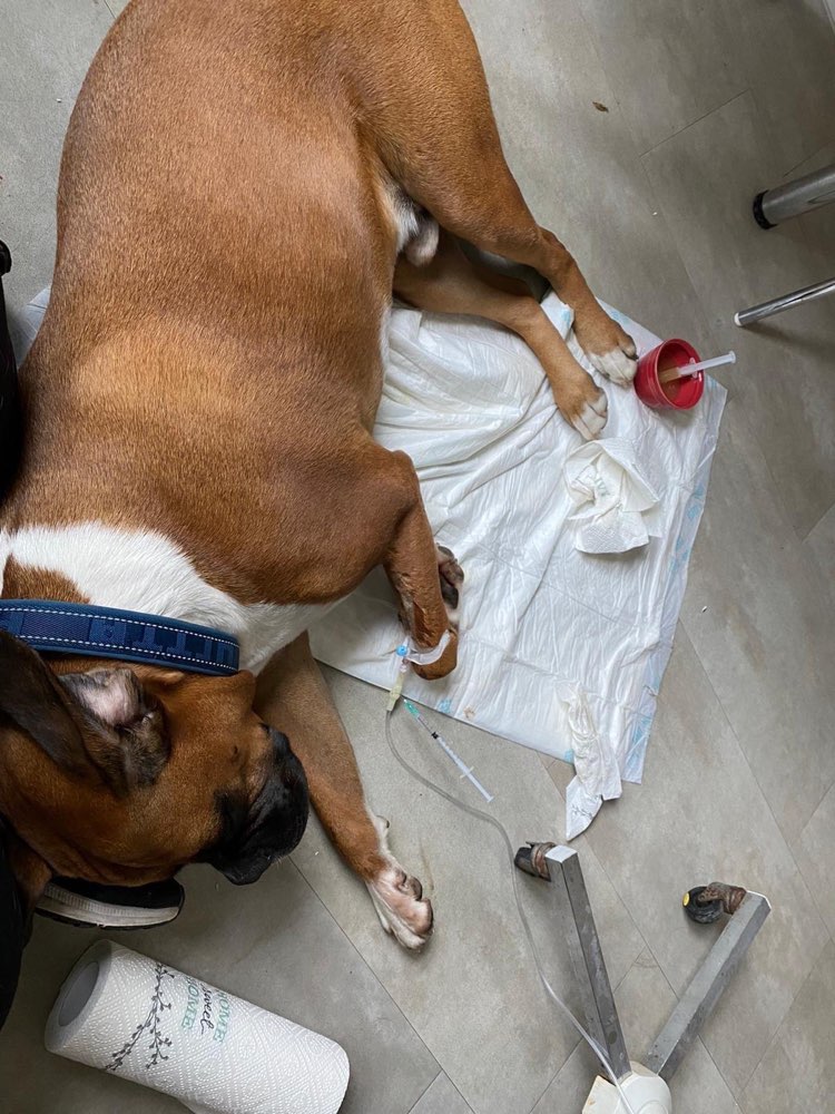 Giftköder-Giftköder - verletzter Hund-Profilbild