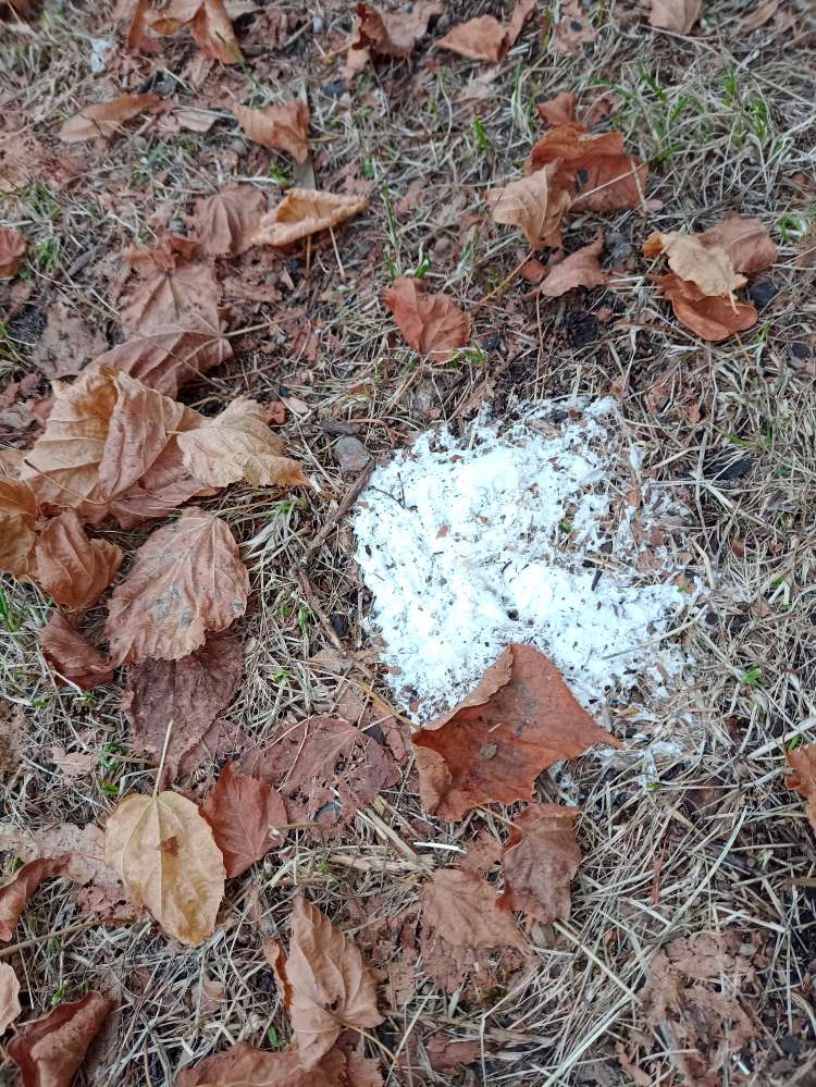 Giftköder-Evtl. Giftköder-Profilbild