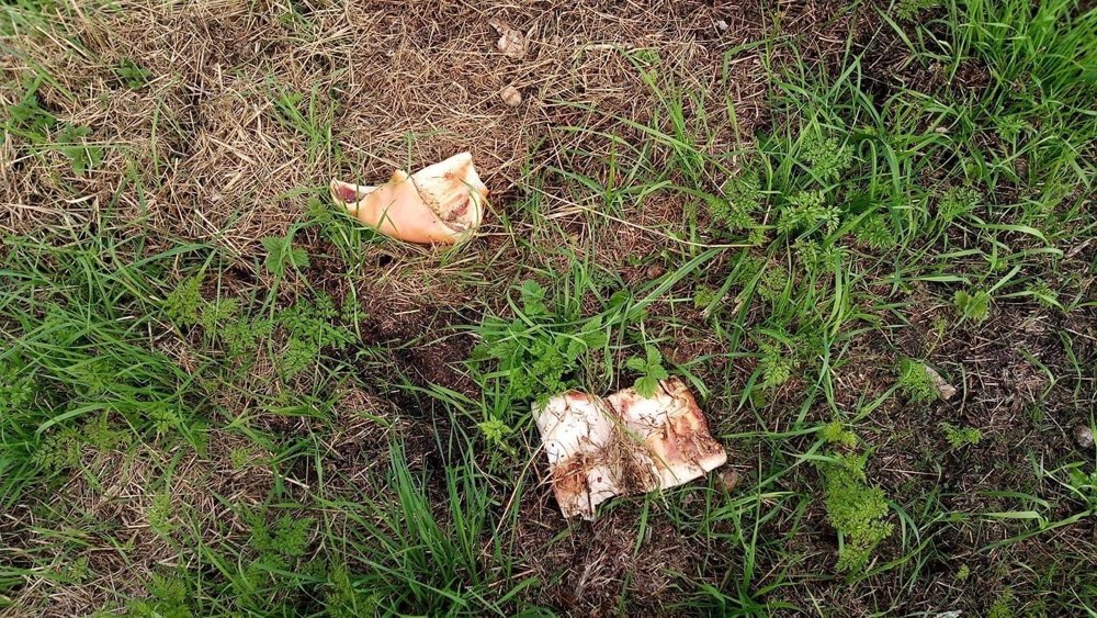 Giftköder-Möglicher Giftköder-Profilbild