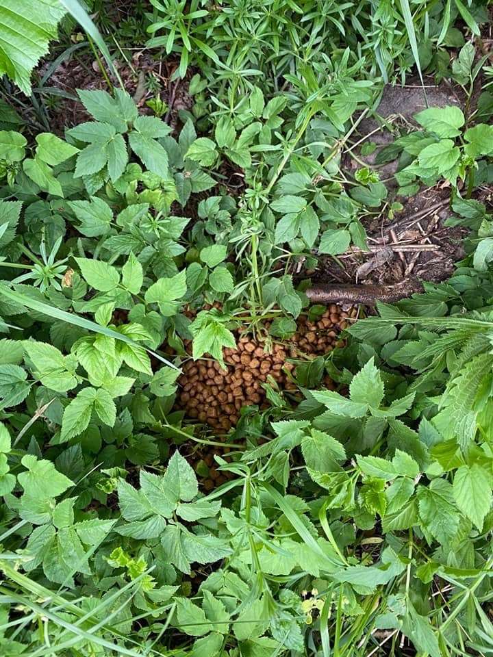 Giftköder-Wahrscheinlich Giftköder-Profilbild