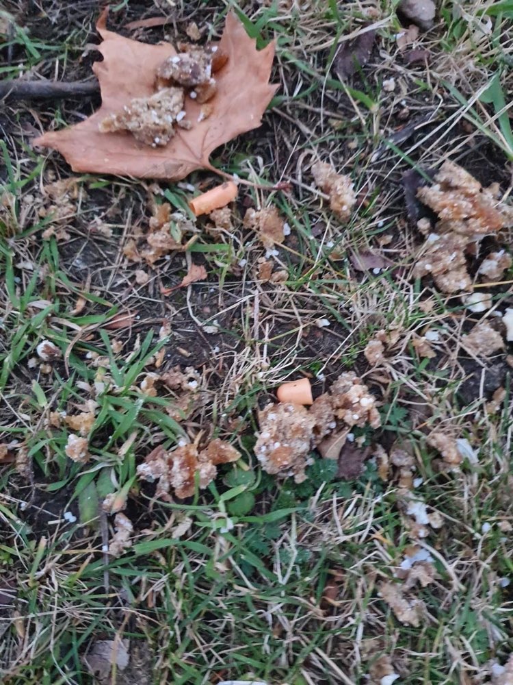 Giftköder-Bürgermeister warnt vor Giftköder-Profilbild