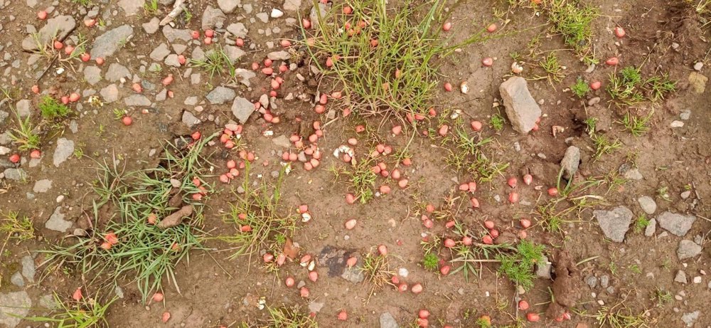 Giftköder-Vermutlich Giftköder-Profilbild