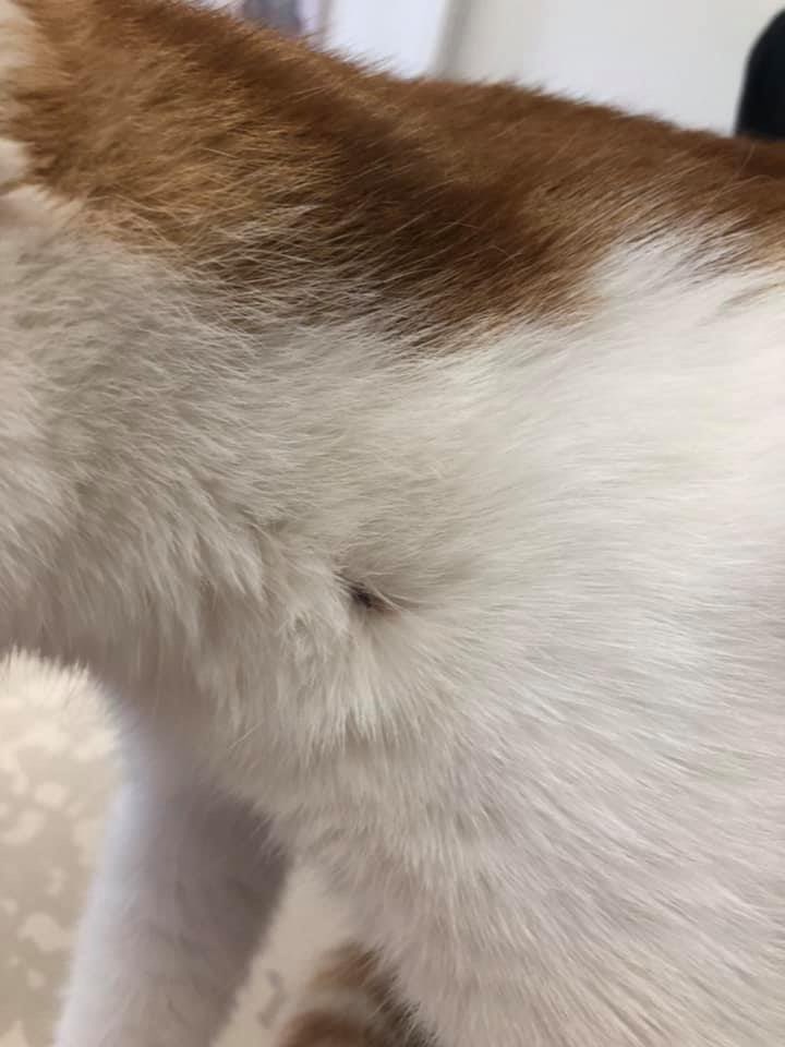 Giftköder-Angeschossene Katze-Profilbild