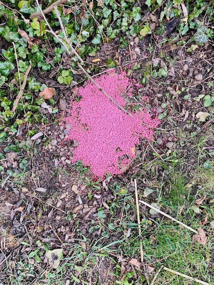 Giftköder-Rattengift-Profilbild