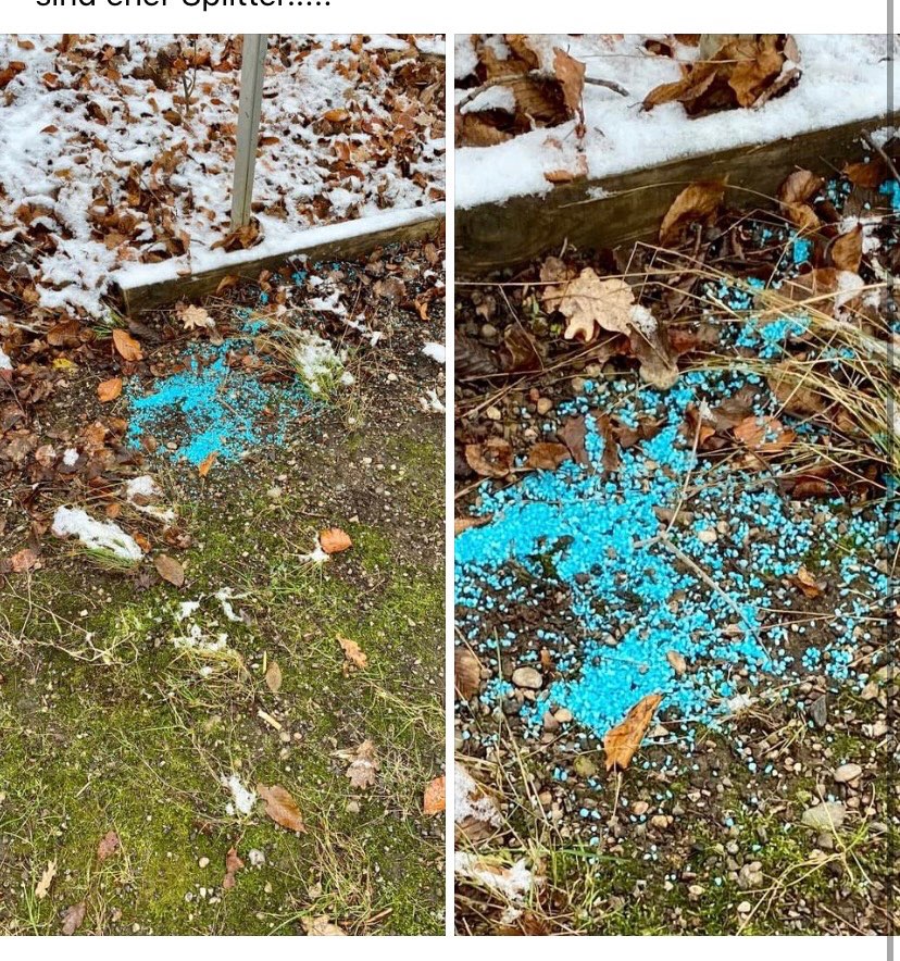 Giftköder-Blaukorn-Profilbild