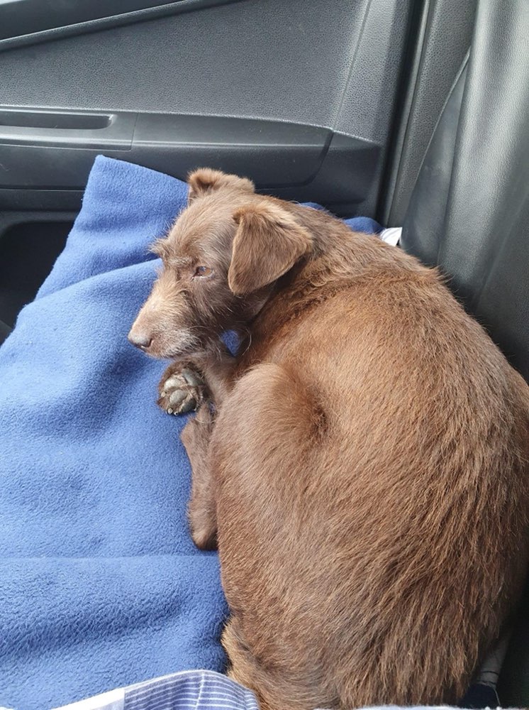 Giftköder-Giftköder-Profilbild