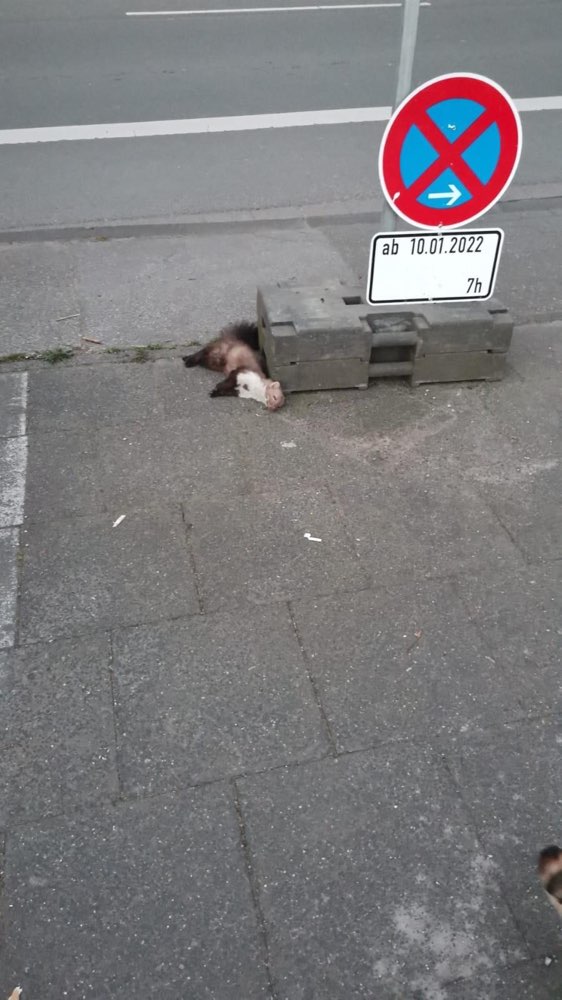 Giftköder-Toter Marder & Ratten - vergiftet-Profilbild