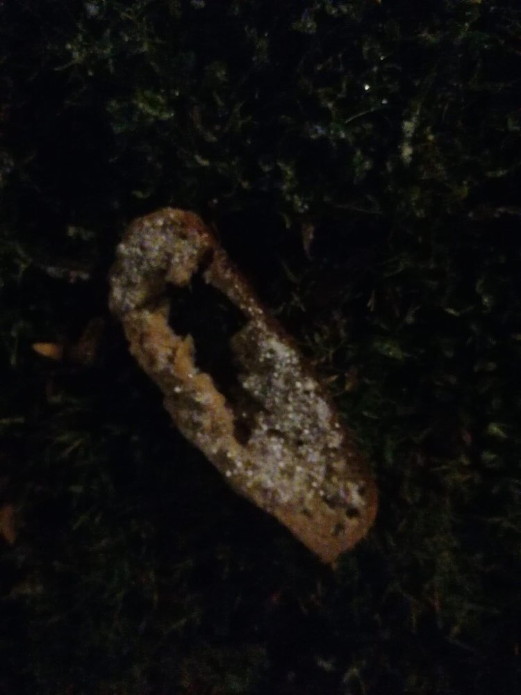 Giftköder-Giftköder-Profilbild