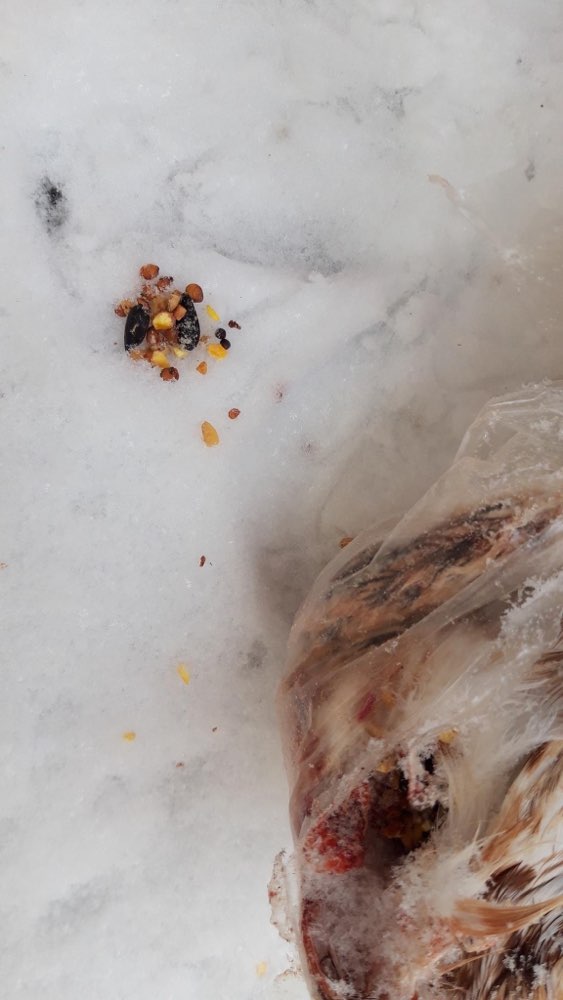 Giftköder-Achtung / Greifvogel ohne Kopf-Profilbild