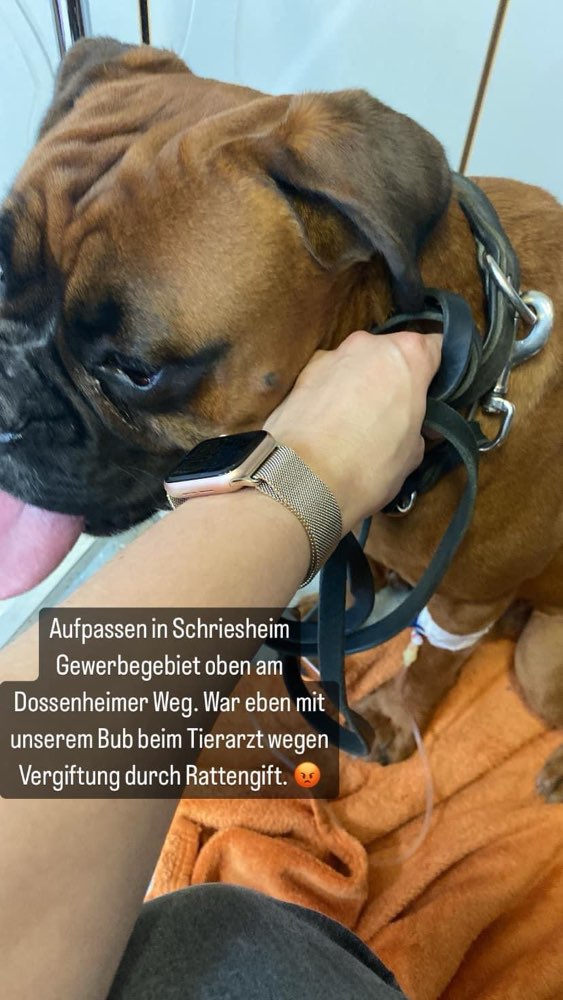 Giftköder-Giftköder-Profilbild