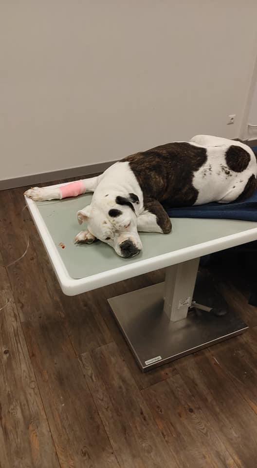 Giftköder-Vergifteter Hund-Profilbild