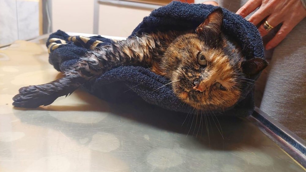 Giftköder-Vergiftet Katze-Profilbild