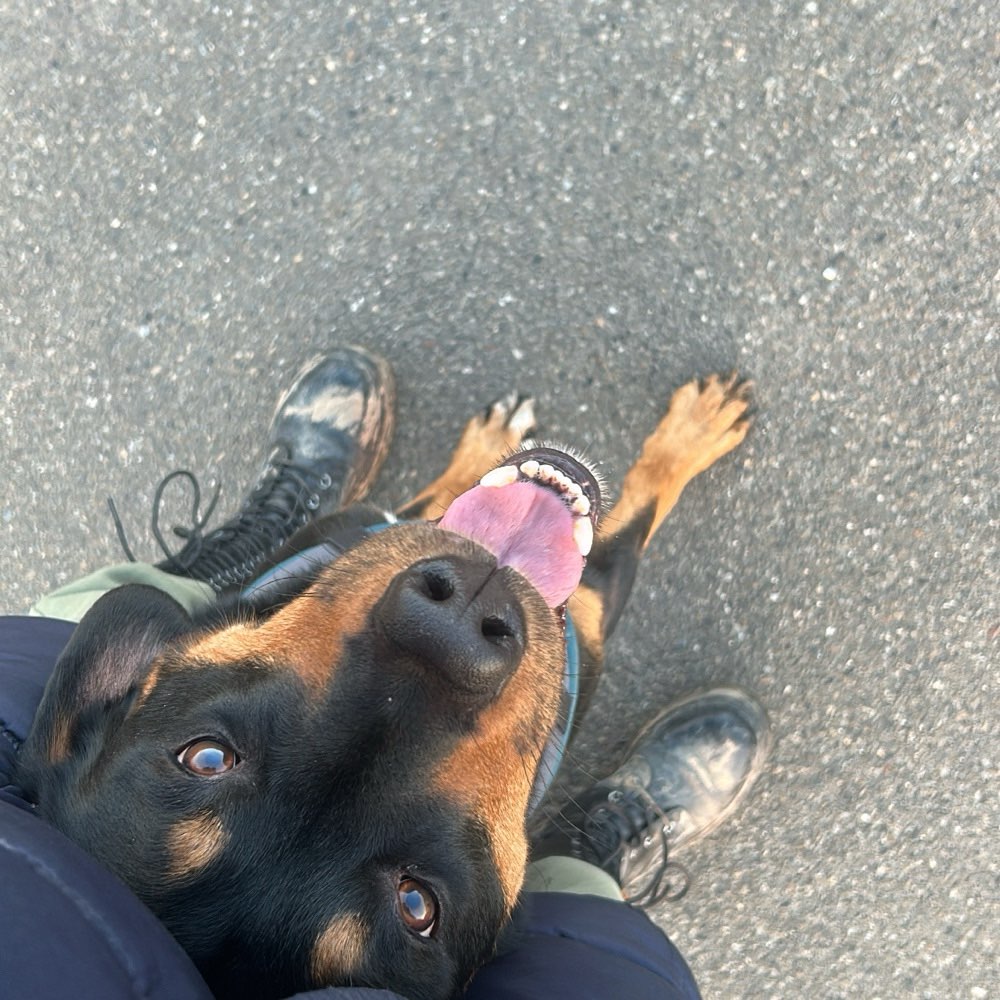 Hundetreffen-Gassirunden und Trainingseinheiten-Profilbild