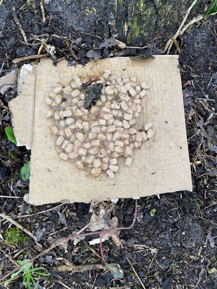 Giftköder-Evtl. vergiftetes Nassfutter-Profilbild